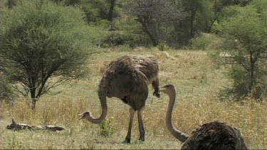 Ostrich standing and walking in Serengeti National Park