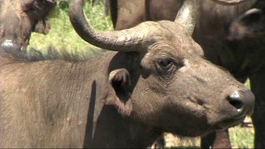 Close-up of a Cape buffalo in Lake Manyara NP