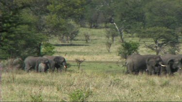 African Elephant family feeding in Tarangire NP