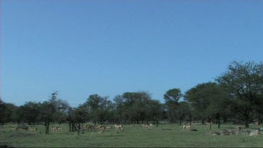 Herd of impala grazing in Serengeti NP