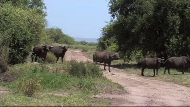 Herd of buffalo running and walking in Tarangire NP