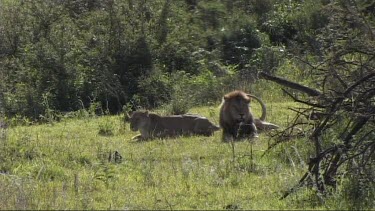 Lions mating in the Serengeti