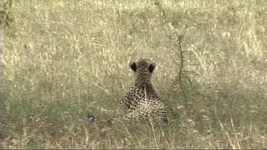 Cheetah resting in the shade