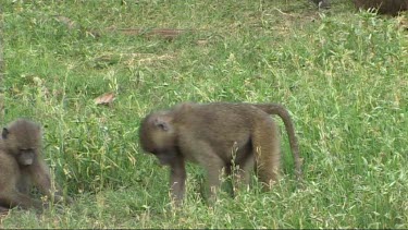 Baboons feeding on the grass in Lake Manyara NP