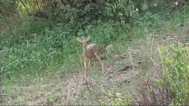 Dik dik grazing in Lake Manyara NP