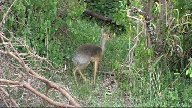 Dik dik grazing in Lake Manyara NP