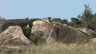 Cheetah resting on a rock