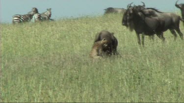 Two cheetahs making a kill in the Serengeti