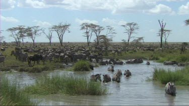 Zebra drinking from a pond in Serengeti NP. Waterhole.