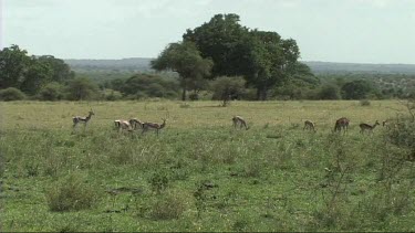 Herd of impala grazing in Serengeti NP