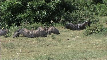 Vultures spreading their wings and resting on the ground
