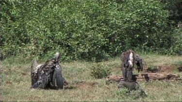 Vultures spreading their wings and resting on the ground