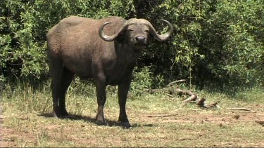 Portrait of a Cape buffalo in Lake Manyara NP