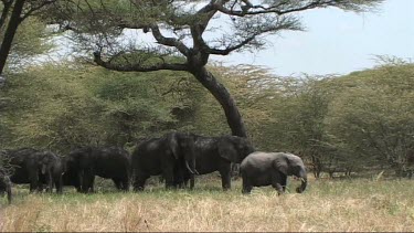 African Elephant family feeding in Tarangire NP