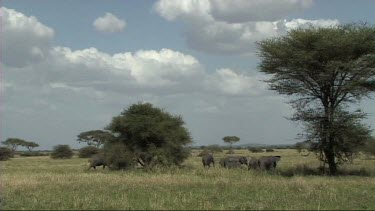 African Elephant family feeding in Tarangire NP. Iconic African savannah plains shot.