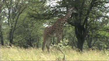 Giraffe standing in the shade in Tarangire NP