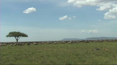 Big wide shot establishing shot. The great migration of wildebeest in the Serengeti. Safari tourists drive along in landrover.