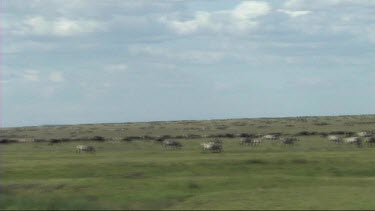 The great migration of wildebeest in the Serengeti