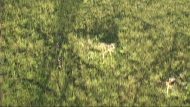 Aerial view of Serengeti National Park