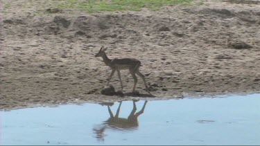 Impala drinking from a river in Tarangire NP