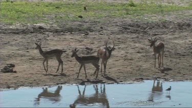 Impala drinking from a river in Tarangire NP