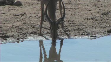 Impala drinking from a river in Tarangire NP. Reflection in waterhole.
