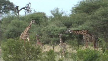 Giraffe feeding in Tarangire NP browse, browsing