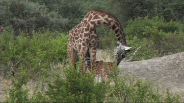Giraffe feeding in Tarangire NP browse, browsing. Giraffe calf baby suckling suckles mother,