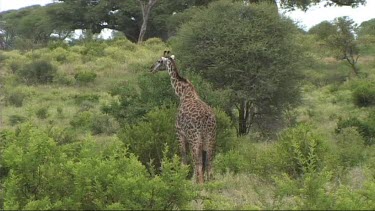 Giraffe feeding in Tarangire NP browse, browsing