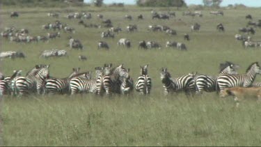 Lioness walking in front of a herd of zebra