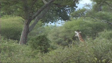 Giraffe walking in Tarangire NP