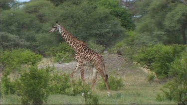 Giraffe walking in Tarangire NP