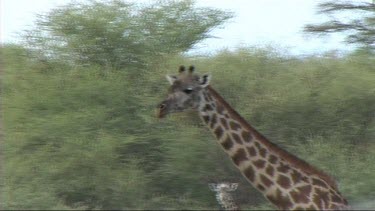 Giraffe walking in Tarangire NP
