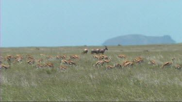 Zoom out. Herd of Thomson's gazelle grazing in Serengeti NP