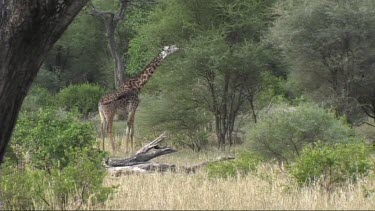 Giraffe feeding in Tarangire NP browse, browsing. Warthog family walk past in background.