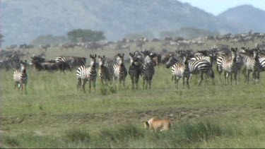Lioness walking in front of a herd of zebra
