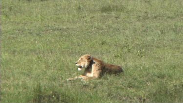 Lioness resting on the plains of the Serengeti