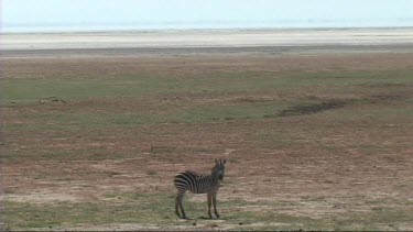 Zoom out. Zebra grazing in Lake Manyara NP