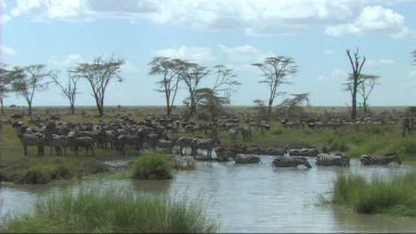 Zebra drinking from a pond in Serengeti NP. Waterhole.