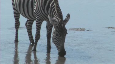 Zebra drinking from a river in Tarangire NP