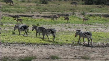 Zebra walking away from a river in Tarangire NP