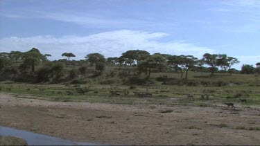 Wildlife walking in a dry river in Tarangire National Park