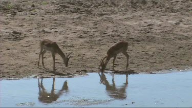 Impala drinking from a river in Tarangire National Park