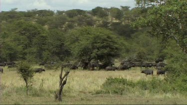 Herd of Cape buffalo running and walking in Tarangire NP