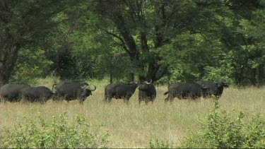 Herd of Cape buffalo running and walking in Tarangire NP