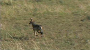 Black-backed jackal walking in Serengeti National Park