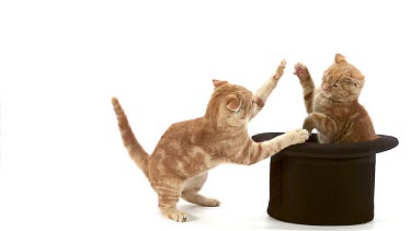 Red Tabby Domestic Cat, Adults Playing in Top Hat against White Background, Slow motion