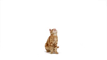 Red Tabby Domestic Cat, Adult Leaping against White Background, Slow motion