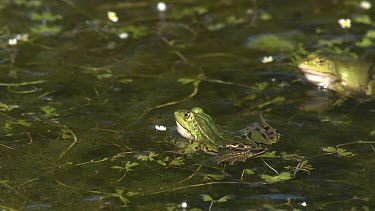 Edible Frog, rana esculenta, Males Leaping, Male calling with inflated vocal sacs, Pond in Normandy in France, Slow Motion