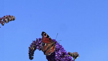 Peacock Butterfly, inachis io, Adult in Flight, Taking off from Buddleja or Summer Lilac, buddleja davidii, Normandy in France, Slow Motion